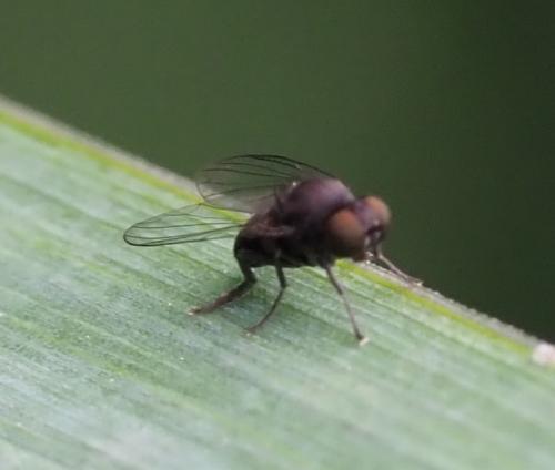 Réf. 261 089 : Kesselimyia chandleri